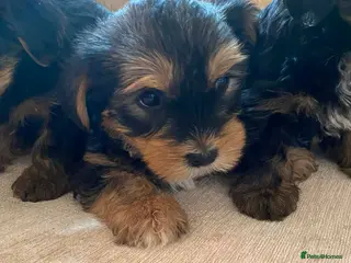 Yorkshire Terrier dogs Yorkshire Terrier Boys - Advert 1
