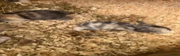 Mixed Breed rabbits for sale: Baby rabbits - Advert 14
