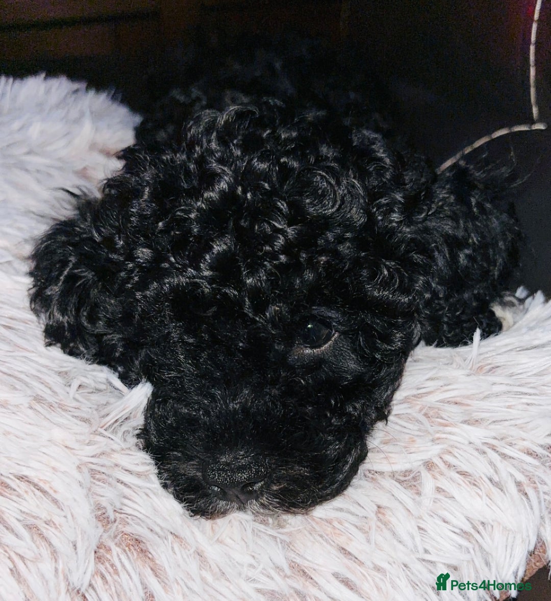 Cavapoo dogs for sale:  Cavapoo puppies  - Advert 20