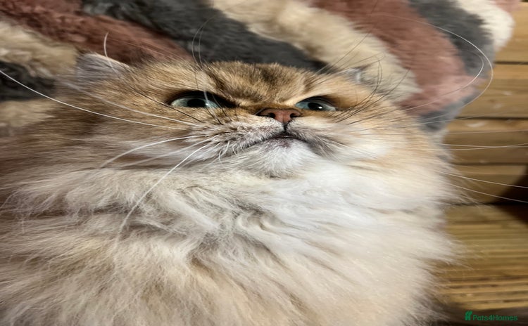 British Longhair cats in Ashford - Advert 2