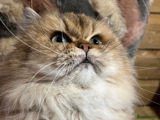 British Longhair cats in Ashford - Advert 2