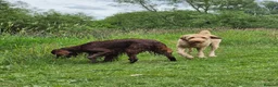 Labradoodle dogs for sale: Labradoodle - Advert 10