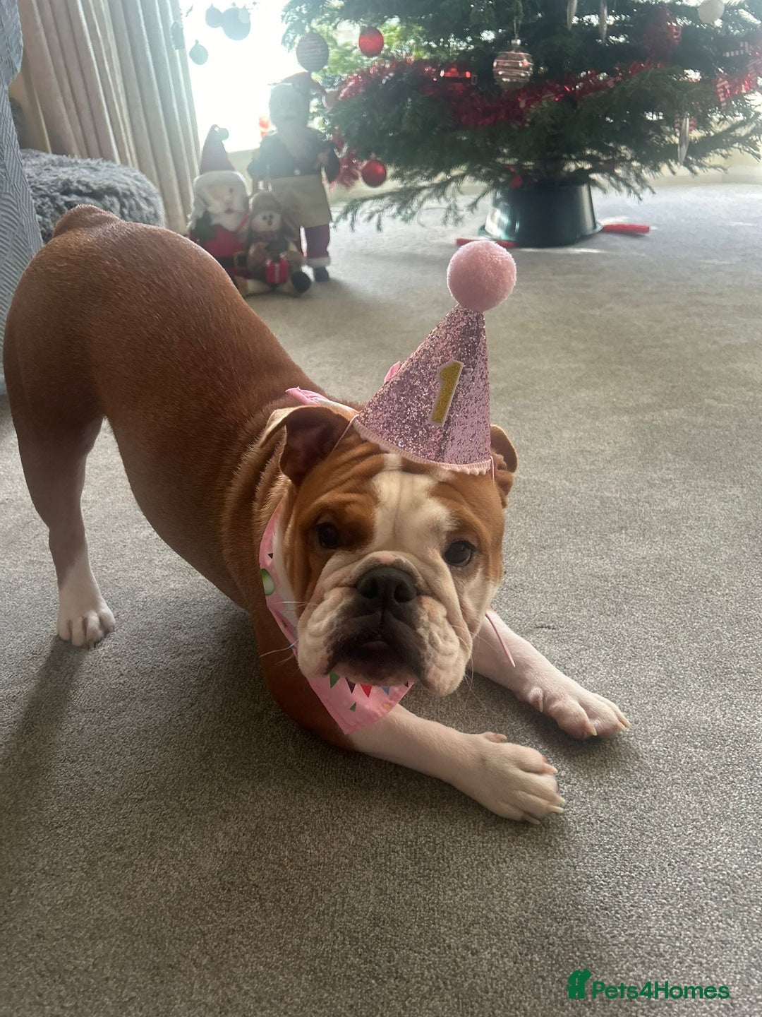 English Bulldog dogs for sale: English bulldog 1 year old for sale - Advert 3