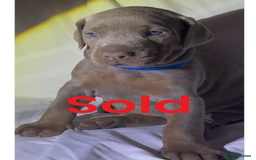 Dobermann dogs for sale: Kc Isabella Doberman puppies  - Image 10
