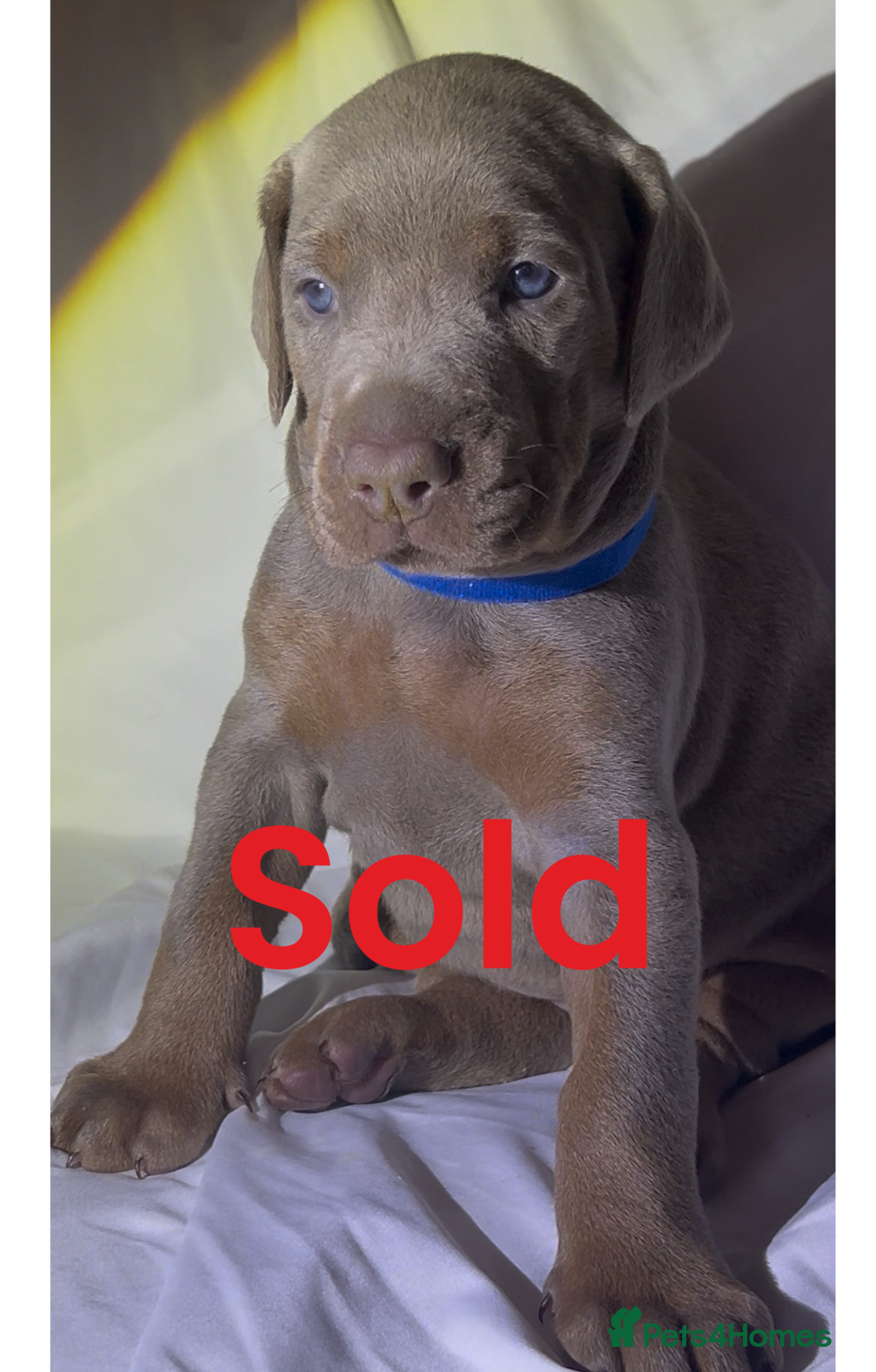Dobermann dogs for sale: Kc Isabella Doberman puppies  - Image 10
