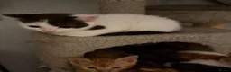 Mixed Breed cats for sale: Beautiful kittens  in Leeds - Advert 7