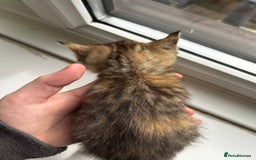 Mixed Breed cats for sale: Beautiful cross mixed breed bengal/tabby kittens  - Image 11