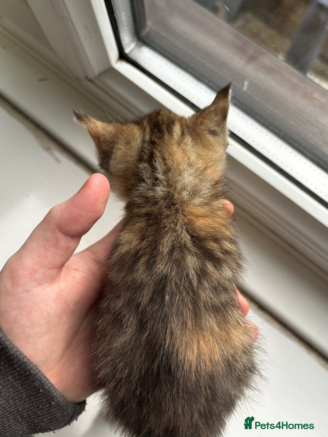 Mixed Breed cats for sale: Beautiful cross mixed breed bengal/tabby kittens  - Image 11