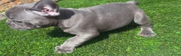 French Bulldog dogs for sale: Blue French bulldog puppies  - Advert 23
