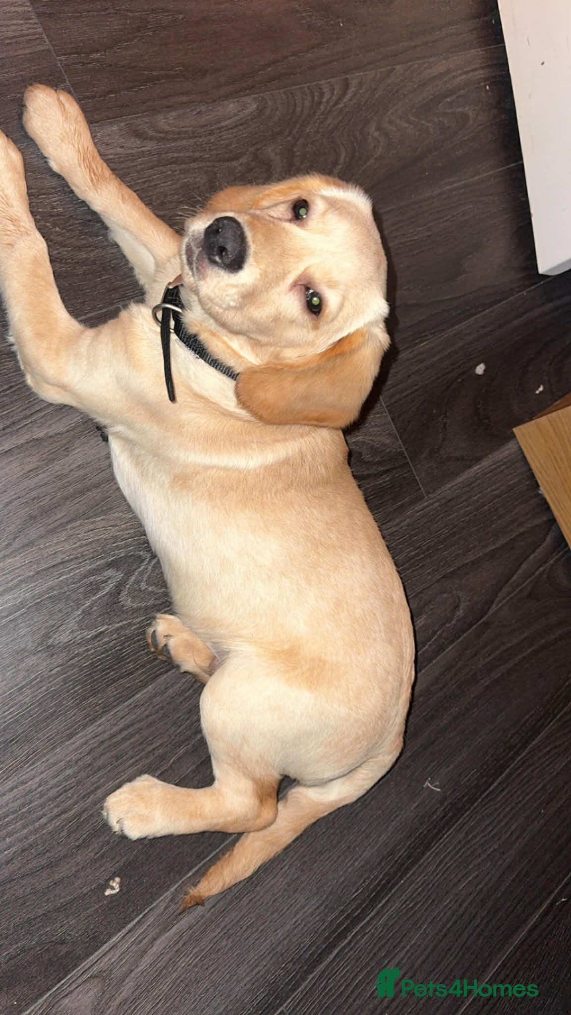 Cockerdor dogs Milo 7 month  - Advert 1