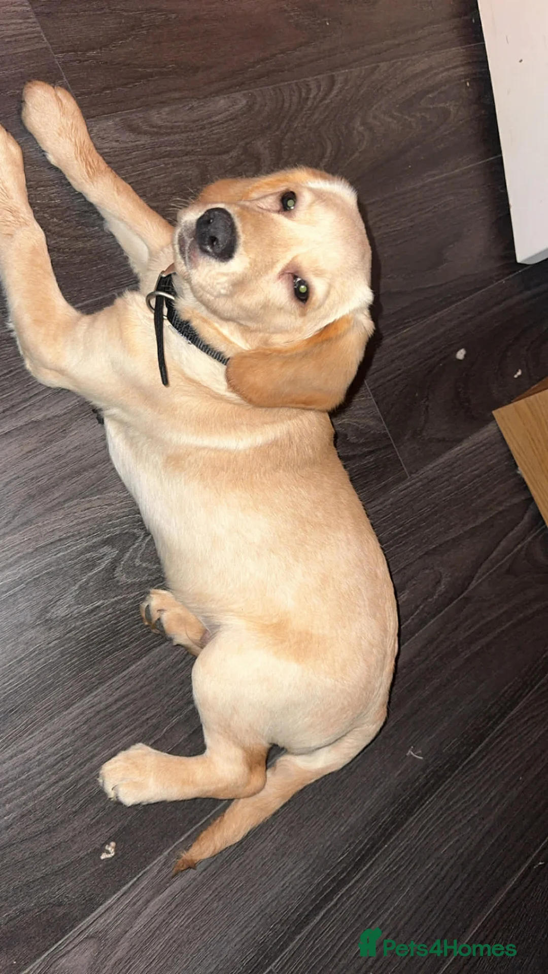 Cockerdor dogs for sale: Milo 7 month  - Advert 1