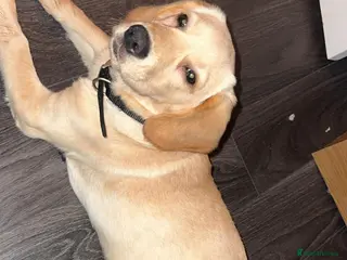 Cockerdor dogs Milo 7 month - Advert 1