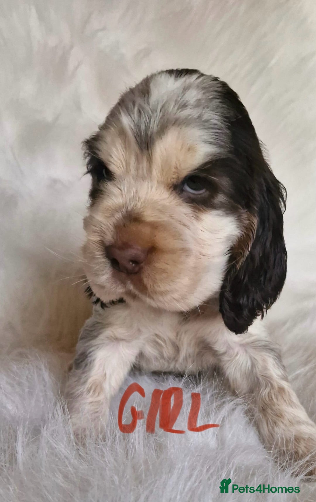 Cocker Spaniel dogs for sale: Lovely show Cocker spaniel puppies 🐶  - Advert 8