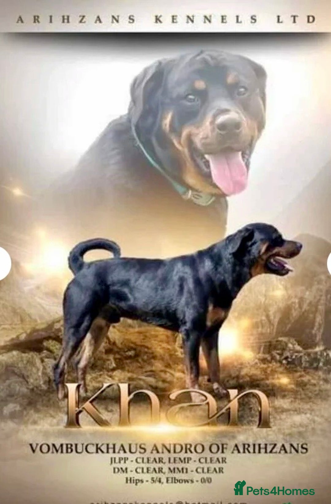 Rottweiler dogs for sale: Stunning chunky big boned Rottweiler puppies - Advert 12