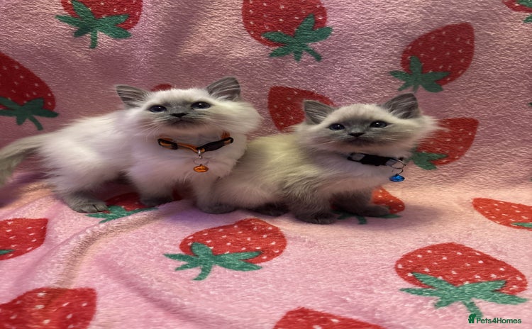 Ragdoll cats - Advert 6