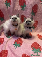 Ragdoll cats - Advert 3