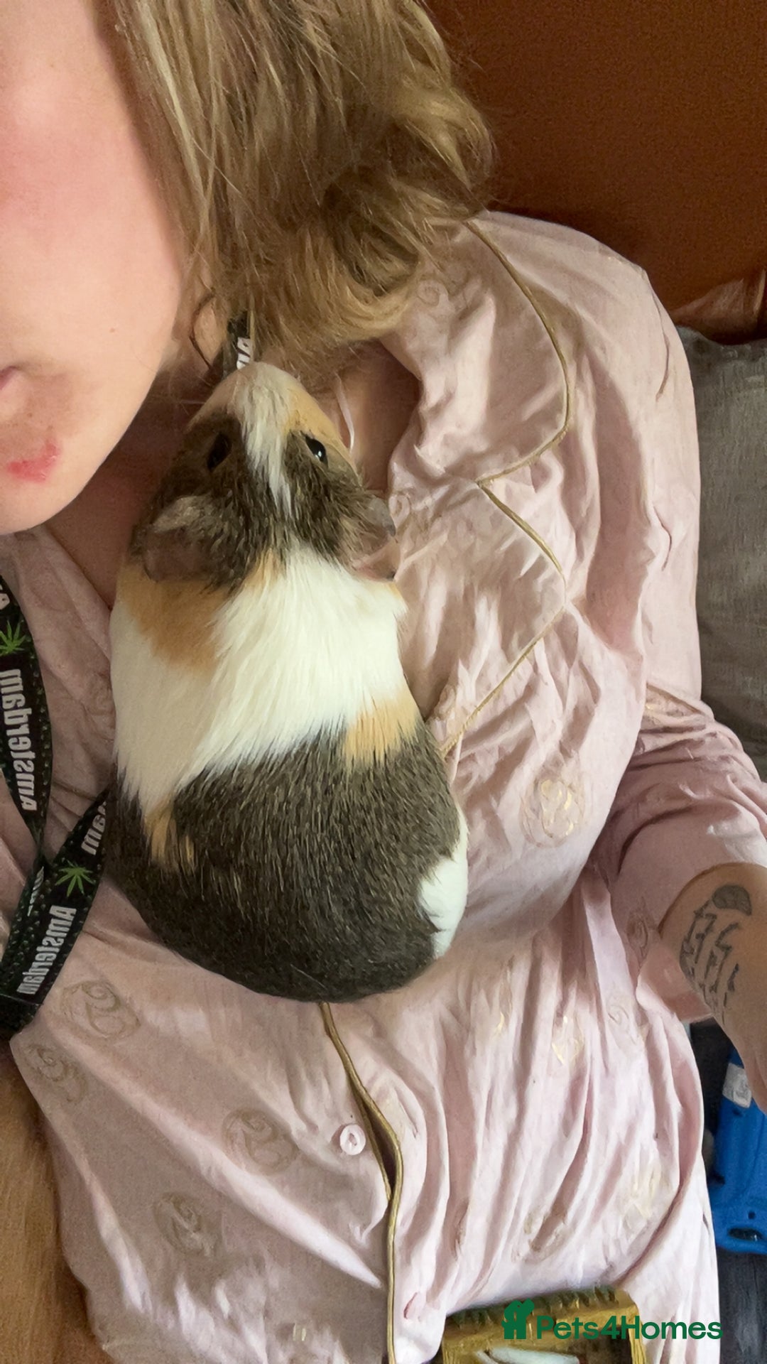 Guinea Pig rodents for sale: Guinea Pig Boars for Sale  - Image 4