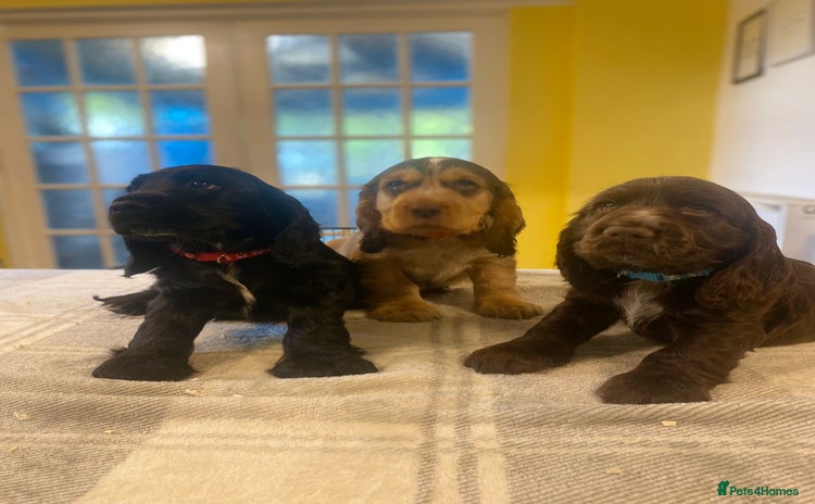 Cocker Spaniel dogs - Advert 3