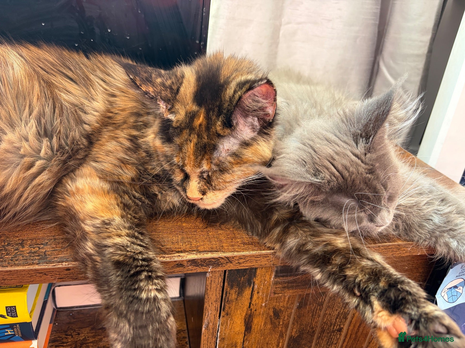 Maine Coon cats Gorgeous XL Russian line Maine Coon Kittens - Advert 2