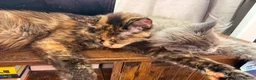 Maine Coon cats for sale: Gorgeous XL Russian line Maine Coon Kittens - Advert 2
