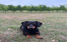 Dachshund dogs for sale: Dachshund  - Image 6
