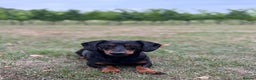 Dachshund dogs for sale: Dachshund  - Advert 6