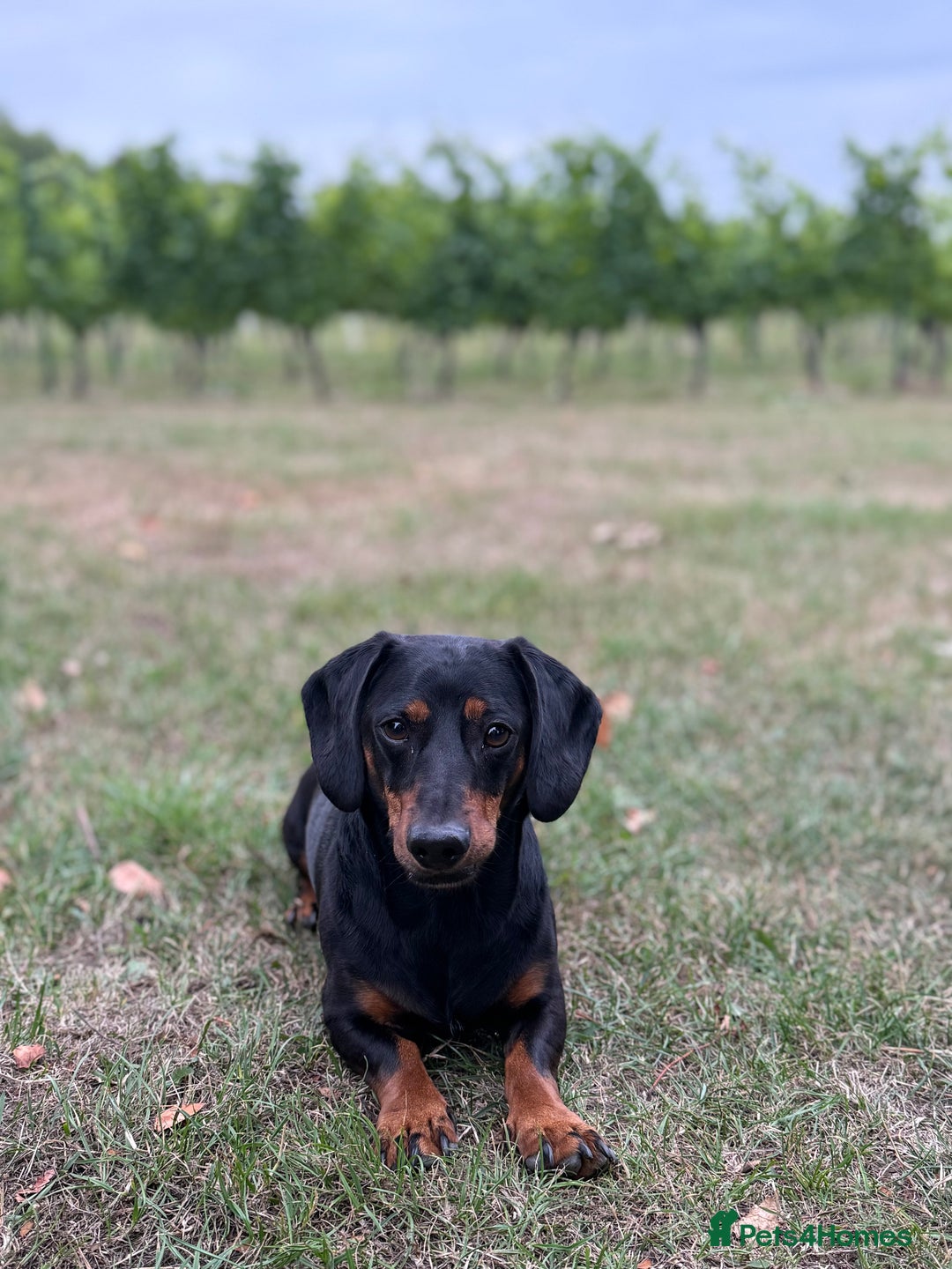 Dachshund dogs for sale: Dachshund  - Image 6