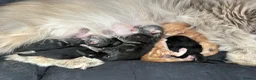 Persian cats for sale: Gorgeous Persian/chinchilla Persian Kittens in Bracknell - Advert 7
