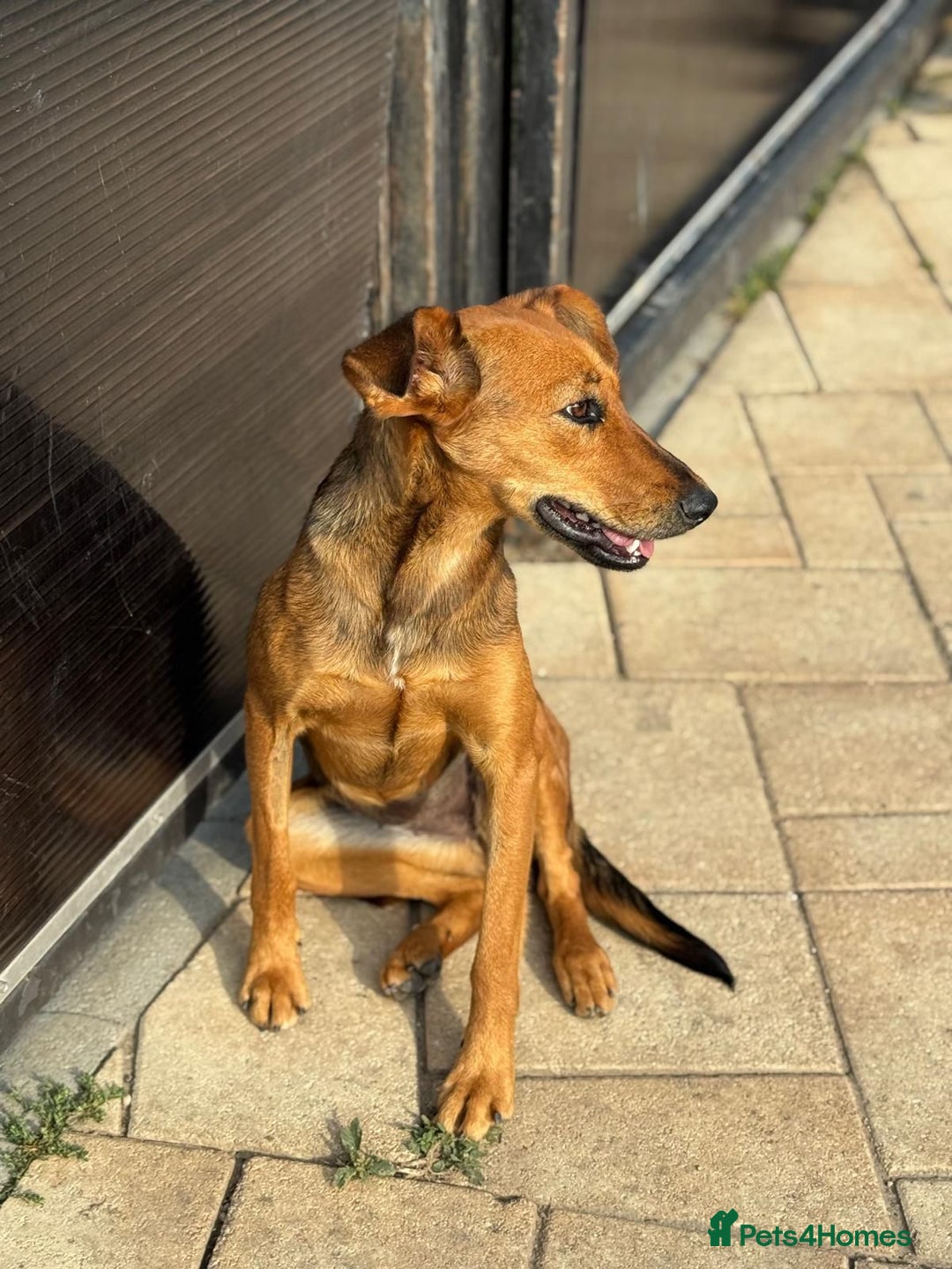 Mixed Breed dogs for adoption: Our lovely Angie, available for cuddles - Image 16