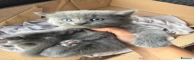 British Longhair 4