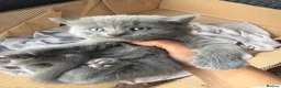 British Longhair cats for sale: 4 British Blue Shorthair Kittens For New Home Soon - Advert 3