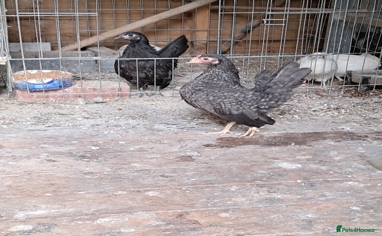 Chickens poultry - Advert 1