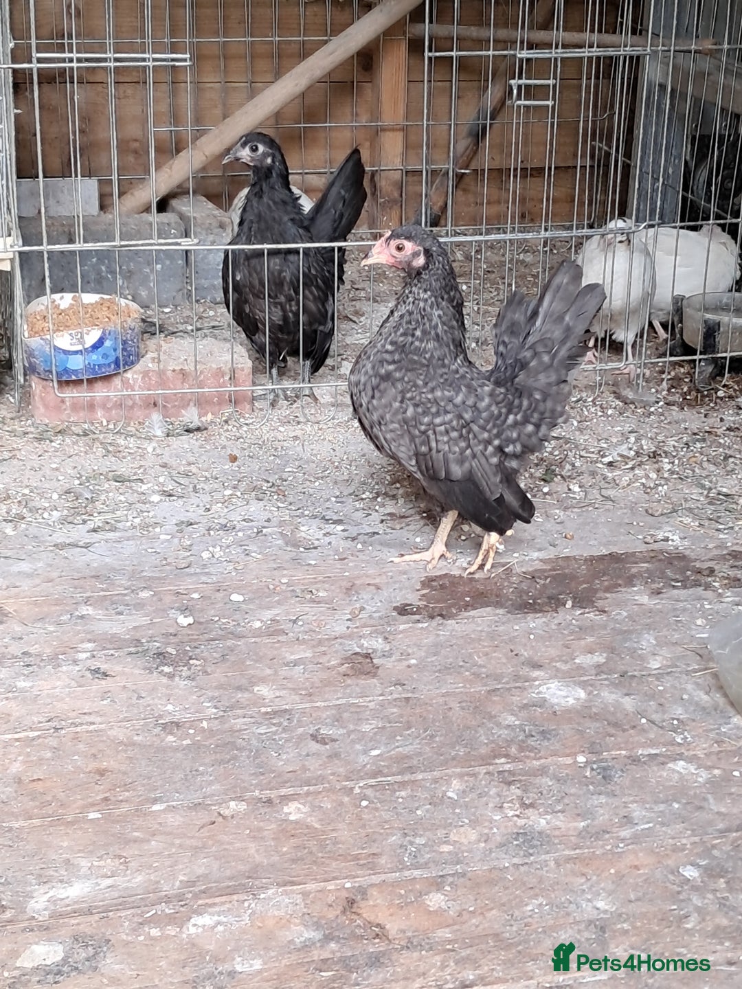 Chickens poultry for sale: Serama chicken pair - Image 1