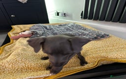 Italian Greyhound dogs for sale: Beautiful Italian greyhound puppies  - Image 26