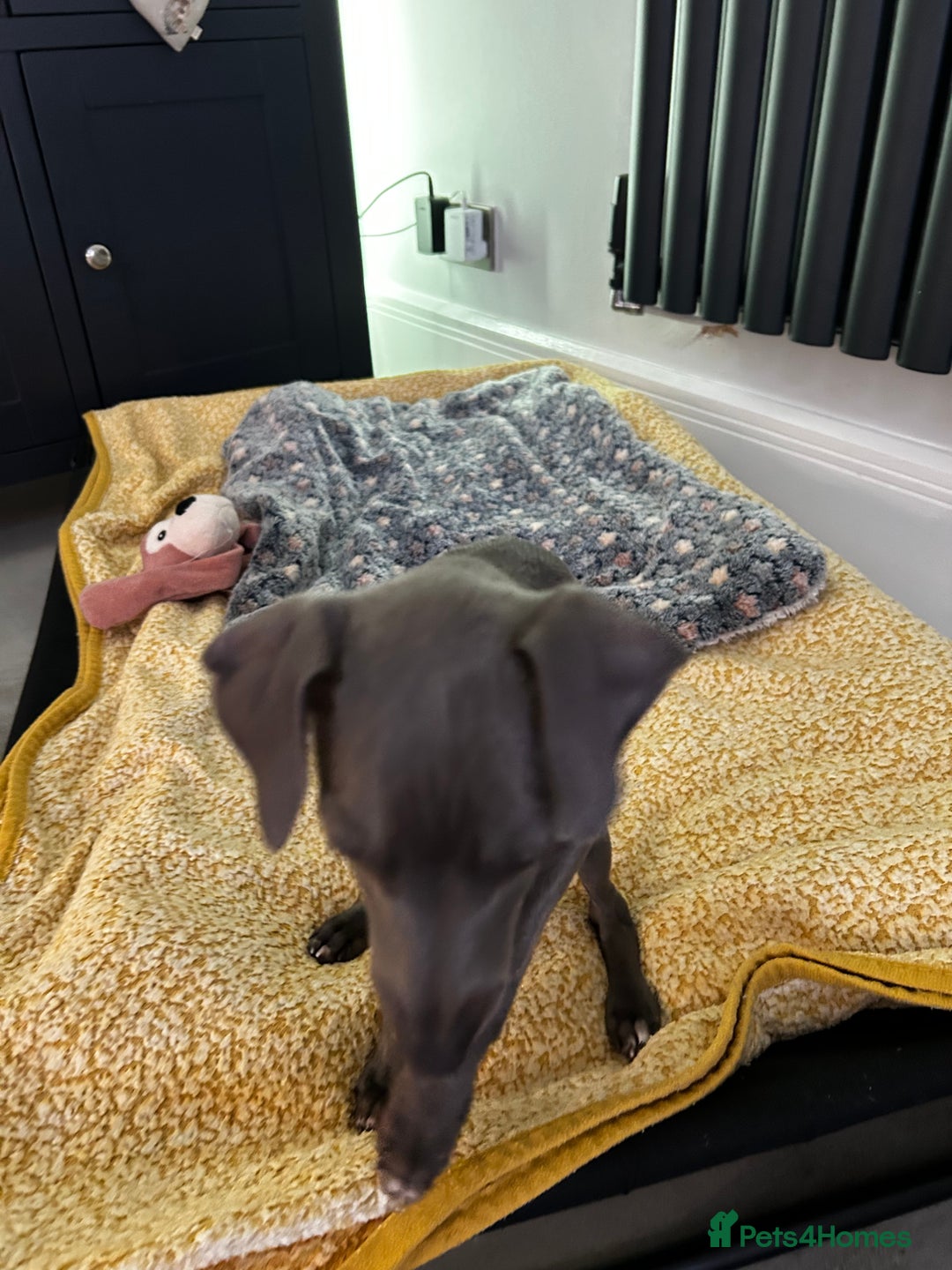 Italian Greyhound dogs for sale: Beautiful Italian greyhound puppies  - Image 26