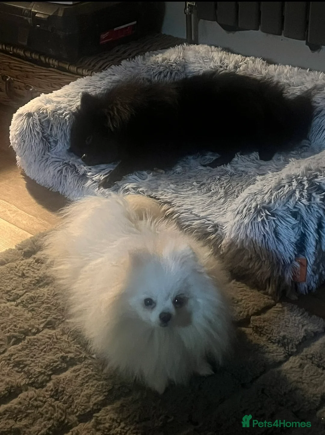 Pomchi dogs for sale: 🐶 Beautiful Pomchi pup – Waiting List Now Open 🐶 - Advert 2