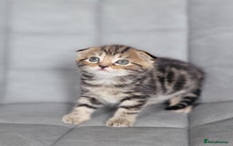 Scottish Fold cats for sale: Healthy and beautiful Scottish fold kittens - Image 8