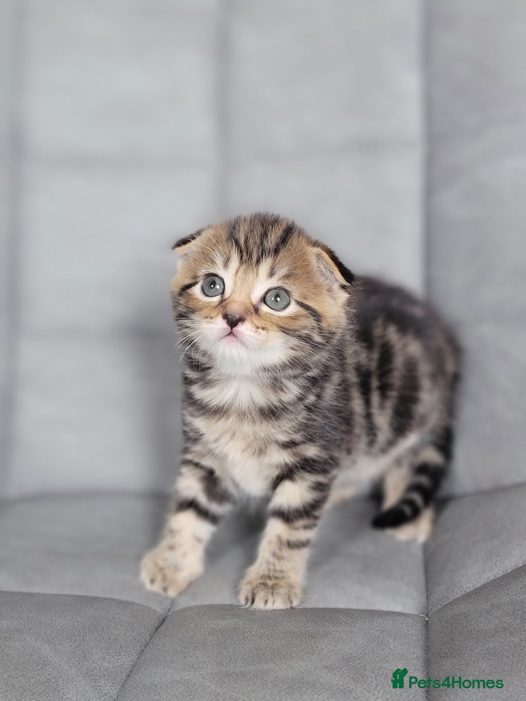 Scottish Fold cats for sale: Healthy and beautiful Scottish fold kittens - Image 8