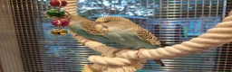 Budgerigars birds for sale: Hand tamed Budgies - Advert 6