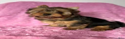 Yorkshire Terrier dogs for sale: Beautiful Yorkshire terrier pups🩵🩷 - Advert 16