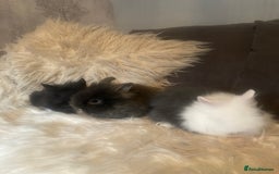 Lionhead rabbits for sale: Beautiful DoubleMane Lionhead Baby Bunnies/Rabbits - Image 12