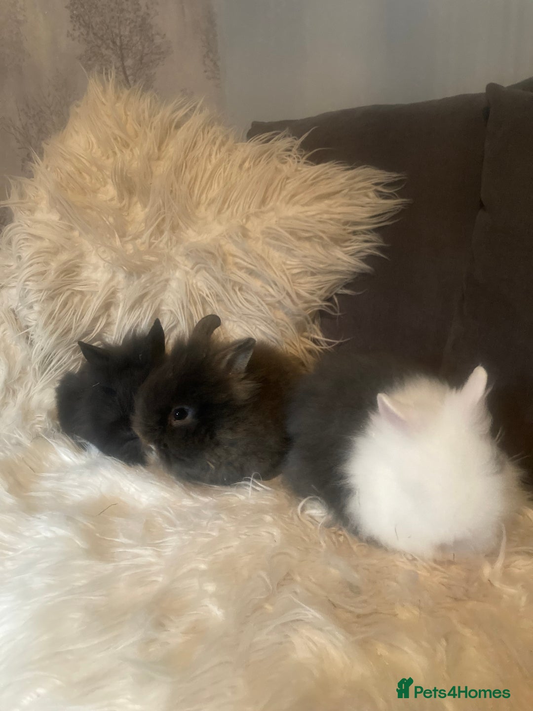 Lionhead rabbits for sale: Beautiful DoubleMane Lionhead Baby Bunnies/Rabbits - Image 12