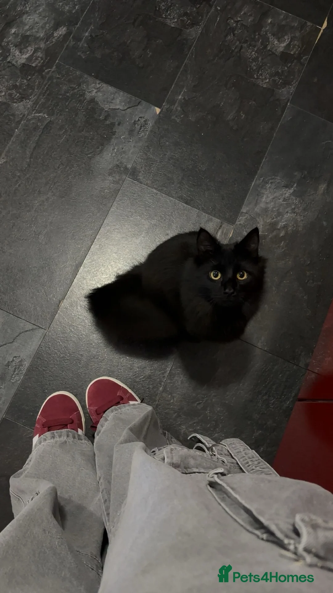 Mixed Breed cats for sale: Male Kitten, Oreo - Advert 1