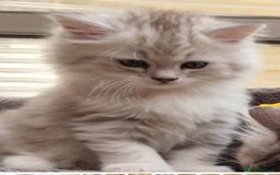 Persian cats for sale:  Boy and Girl pair to go together - Image 6