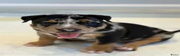 American Bully dogs for sale: Quality American Pocket Bully Pups - Advert 3