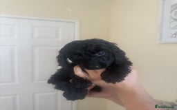 Cockapoo dogs for sale: Cockerpoos - Image 7