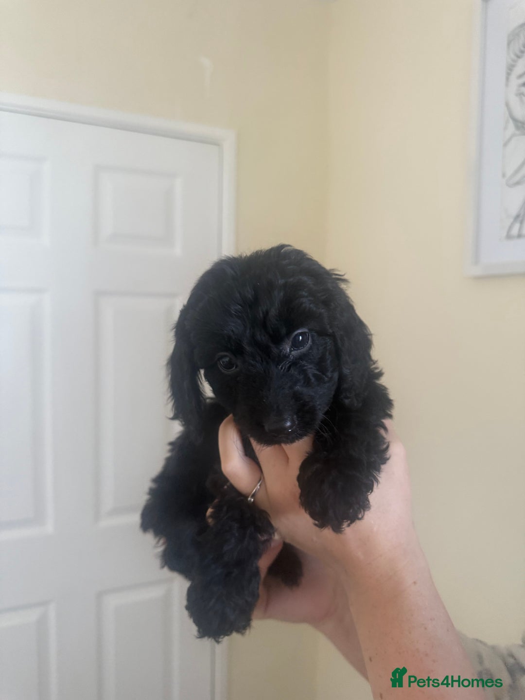 Cockapoo dogs for sale: Cockerpoos - Image 7