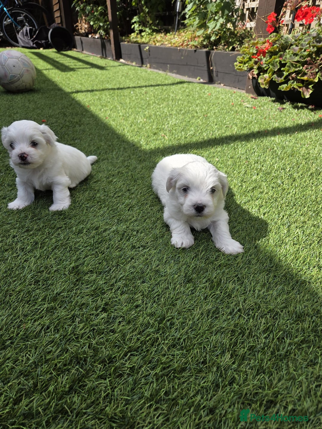 Bichon Frise dogs for sale: Bichon  - Image 3