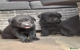 Labrador Retriever dogs for sale: KC Registered working Labrador puppies - Image 24