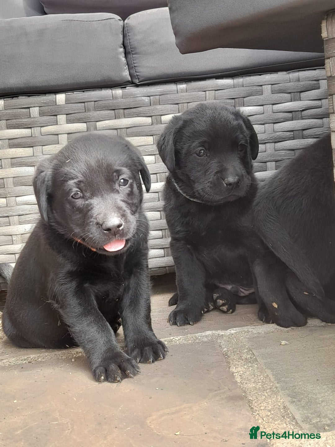 Labrador Retriever dogs for sale: KC Registered working Labrador puppies - Image 24
